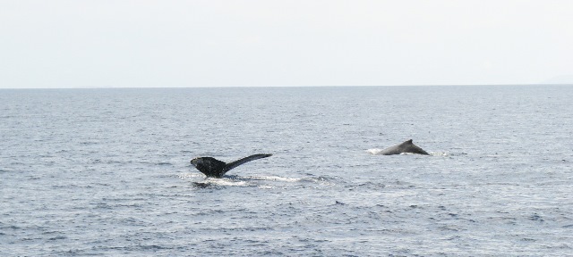 We know from a prior trip that February is the peak of the humpback whale season, and Maui is the place to be. You cannot look out to sea without seeing breaching, spy hopping, flipper flapping, flukes and spouts