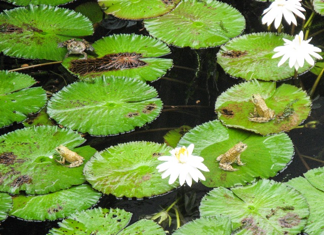 We also enjoy the Allerton & McBride Gardens on Kauai