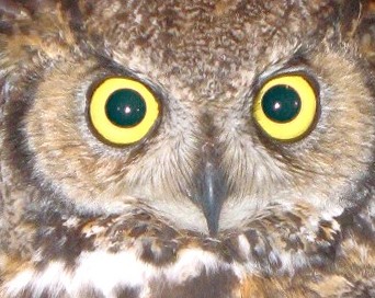 Columbia River Gorge is a hoot