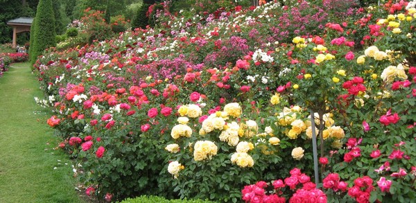 The International Rose Test Garden is awash with color