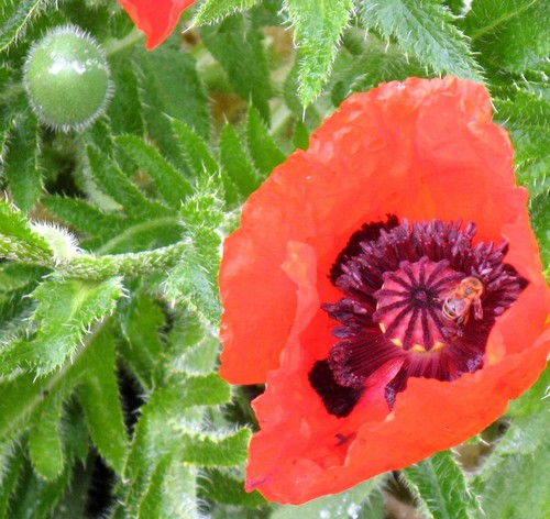 Steve braves his bee allergy to take this shot