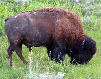 Presidential hospitality in North Dakota