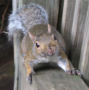 Sweet Georgia brown squirrel