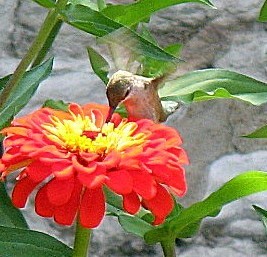 Missouri Botanical Garden