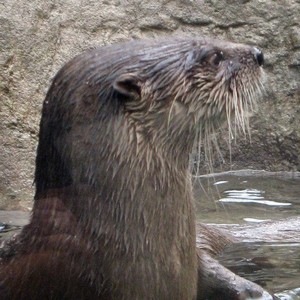 You otter see...