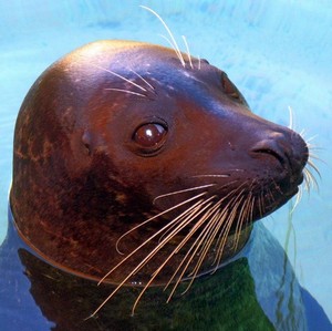 Tanks for the memories