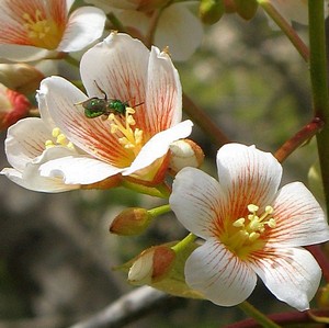 Following the pollen