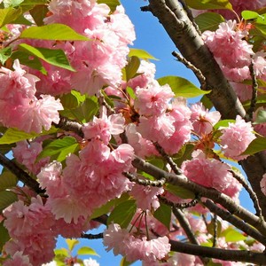 D.C. life's a bowl of cherry blossoms