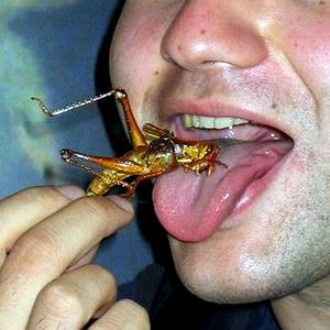 Man Eating Bug